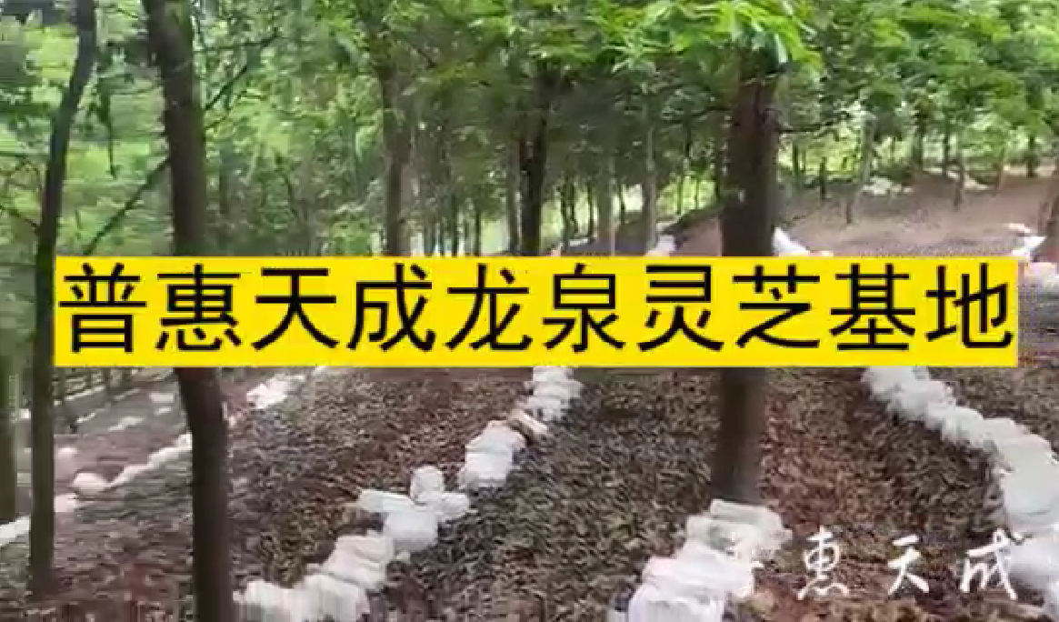 w66利来天成龙泉灵芝基地