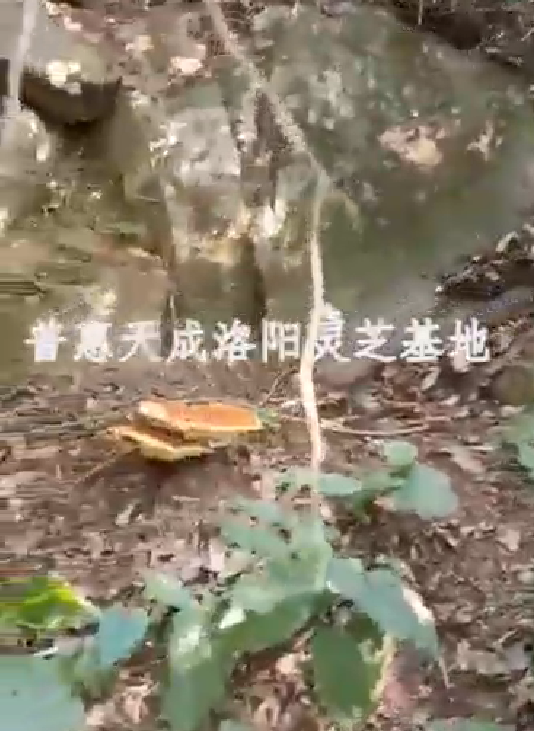 w66利来天成洛阳灵芝基地